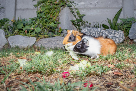 Domestic guinea pigs (Cavia porcellus) eating vegetables on a grass lawn, Cape Town, South Africa