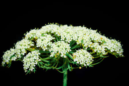 Carrot (Daucus carota subsp. sativus) flower growing, Uganda, Africaの写真素材