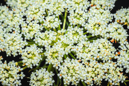 Carrot (Daucus carota subsp. sativus) flower growing, Uganda, Africa