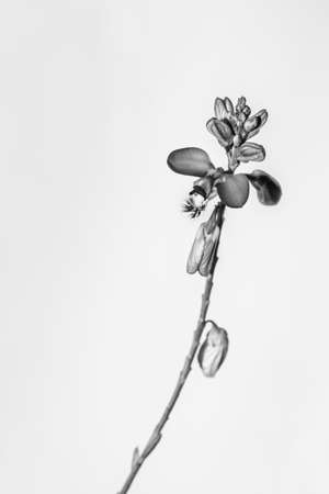 (Polygala myrtifolia) Myrtle-leaf milkwart flowers in bloom in spring, South Africaの写真素材