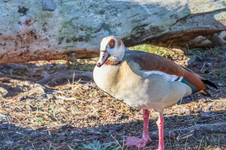View of a lake with Egyptian geese (Alopochen aegyptiaca) swimming in the water, Cape Town, South...