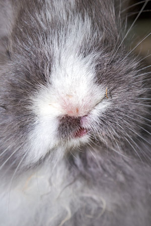 Domestic grey baby Jersey Wooly rabbit eating and sleeping, Cape Town, South Africa