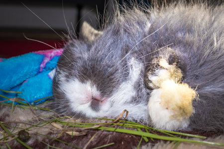 Domestic grey baby Jersey Wooly rabbit eating and sleeping, Cape Town, South Africaの写真素材