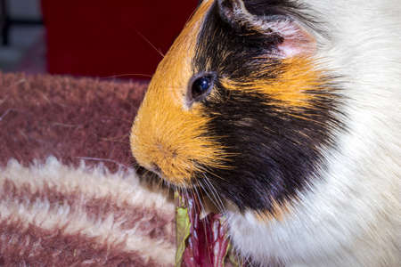 Domestic guinea pigs (Cavia porcellus) eating, Cape Town, South Africaの写真素材