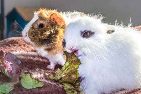 Domestic white baby Jersey Wooly rabbit eating and sleeping, Cape Town, South Africaの写真素材