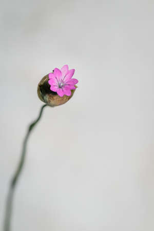 (Trachyandra ciliata), wildeblomkool Wild flowers during spring, Cape Town, South Africaの写真素材