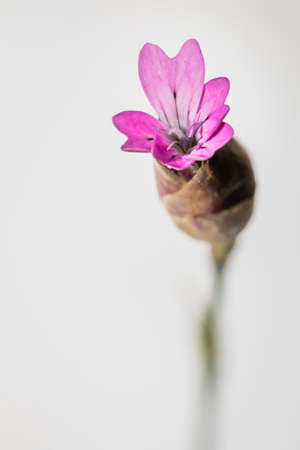 (Trachyandra ciliata), wildeblomkool Wild flowers during spring, Cape Town, South Africaの写真素材