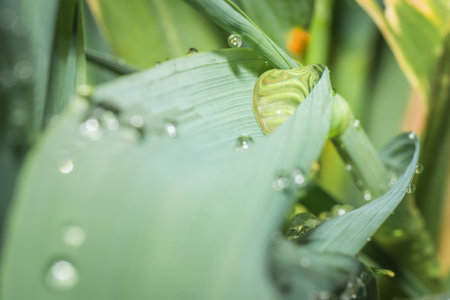 Rain drops on a long green blades of grass in the early morning, Cape Town, South Africaの写真素材