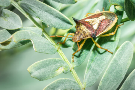Spined soldier bug (Podisus maculiventris), Cape Town, South Africa