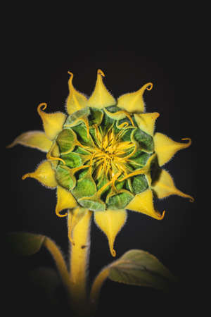 Yellow common sunflower (Helianthus annuus) plant, Uganda, Africaの写真素材