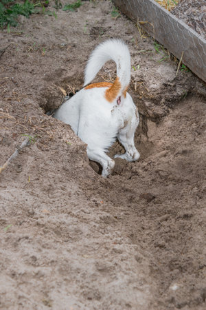 Brown and white Jack Russell terrier dog, Cape Town, South Africaの写真素材
