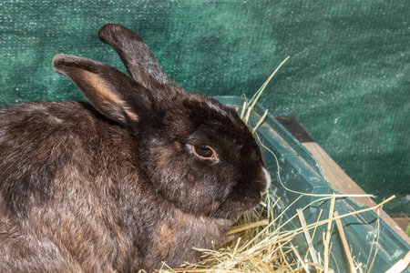 Cute domestic pet rabbit, Cape Town, South Africaの写真素材