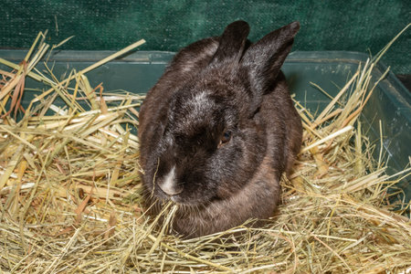 Cute domestic pet rabbit, Cape Town, South Africaの写真素材