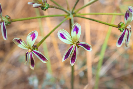 (Pelargonium Triste) Night scented pelargonium Wild flower during spring, Cape Town, South Africaの写真素材