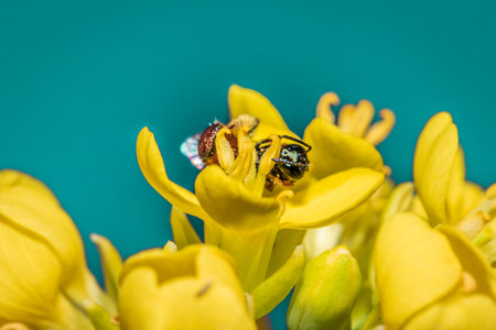 Bee (Allodapini) feeding on yellow Wild flowers during spring, Cape Town, South Africaの写真素材