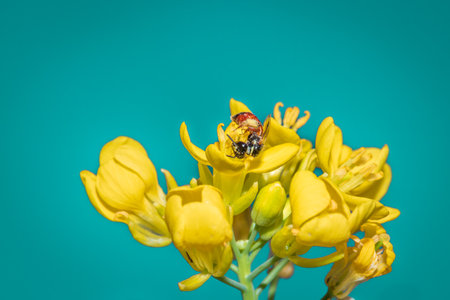 Bee (Allodapini) feeding on yellow Wild flowers during spring, Cape Town, South Africaの写真素材