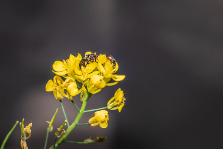 Monkey beetle (Clania glenlyonensis) eating pollen on a yellow wild flower, Cape Town, South Africaの写真素材