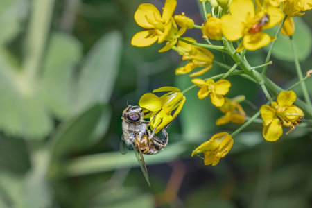 Bee (Allodapini) feeding on yellow Wild flowers during spring, Cape Town, South Africa