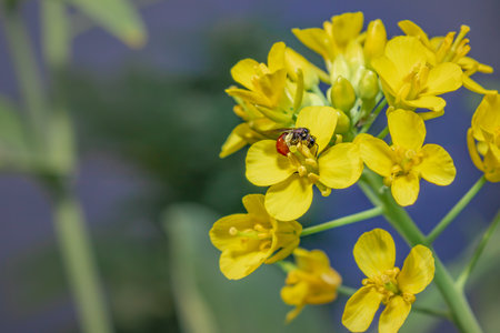 Yellow and black Hoverfly (Asarkina Africana) feeding on yellow Wild flowers during spring, Cape Town, South Africaの写真素材