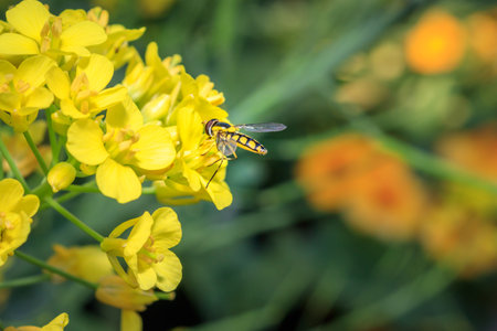 Yellow and black Hoverfly (Asarkina Africana) feeding on yellow Wild flowers during spring, Cape Town, South Africaの写真素材