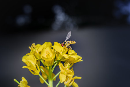 Yellow and black Hoverfly (Asarkina Africana) feeding on yellow Wild flowers during spring, Cape Town, South Africaの写真素材