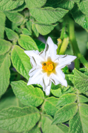 Purple pepino melon flower (Solanum muricatum) growing, South Africaの写真素材