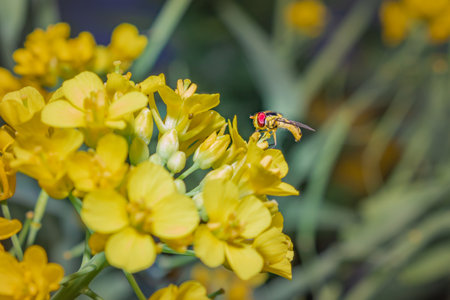 Yellow and black Hoverfly (Asarkina Africana) feeding on yellow Wild flowers during spring, Cape Town, South Africaの写真素材