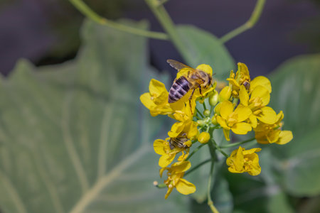 Bee (Allodapini) feeding on yellow Wild flowers during spring, Cape Town, South Africaの写真素材