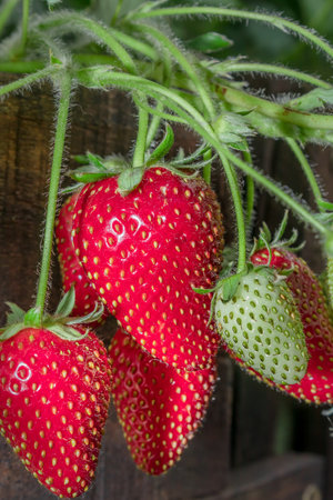 Ripe garden strawberry (Fragaria Ã ananassa), Cape Town, South Africaの写真素材