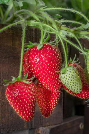 Ripe garden strawberry (Fragaria Ã ananassa), Cape Town, South Africaの写真素材
