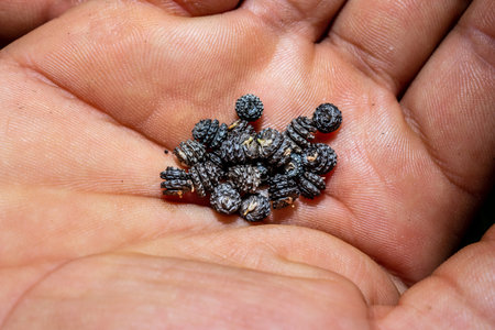 (Medicago lupulina) black medick clover seeds during spring, Cape Town, South Africa