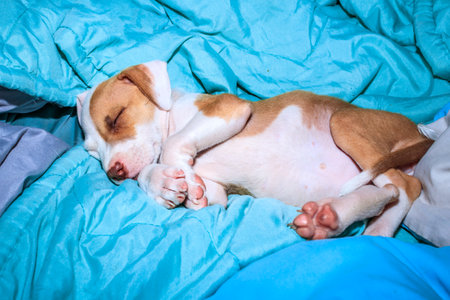 Brown and white Pitbull terrier puppy dog, Cape Town, South Africaの写真素材