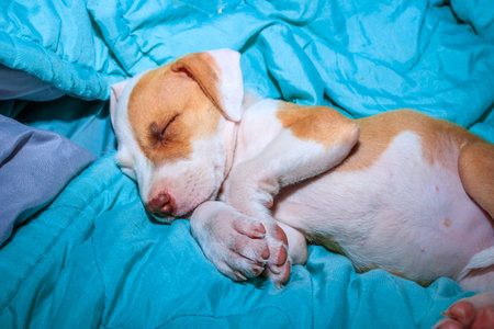 Brown and white Pitbull terrier puppy dog, Cape Town, South Africaの写真素材