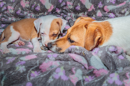 Brown and white Jack Russel and Pitbull terrier puppy dog playing, Cape Town, South Africaの写真素材