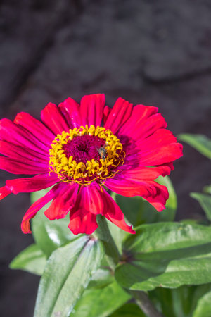 Vibrant (Zinnia Elegans) Zinnia Blooms - Colorful Garden Flowers during springtime, South Africaの写真素材