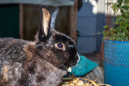 Cute domestic family pet rabbit, Cape Town, South Africaの写真素材