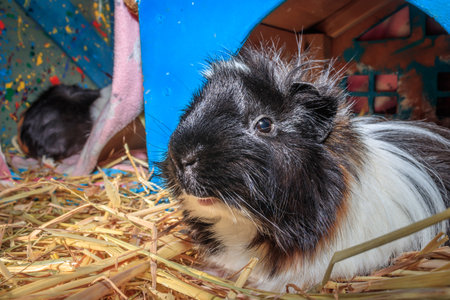 Domestic brown, black and white guinea pig (Cavia porcellus), Cape Town, South Africaの写真素材