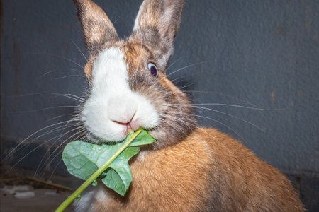 Cute domestic family pet rabbit, Cape Town, South Africaの写真素材