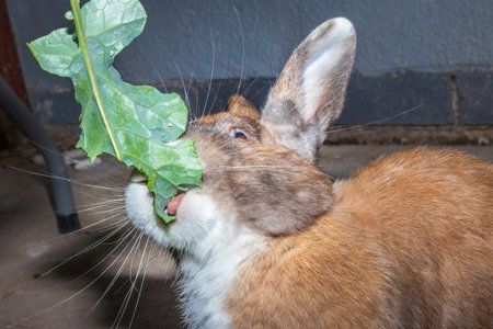 Cute domestic family pet rabbit, Cape Town, South Africaの写真素材