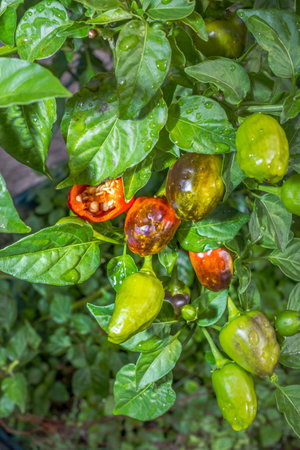 Sweet piquantÃ© pepper plant (Capsicum baccatum), Cape Town, Africaの写真素材