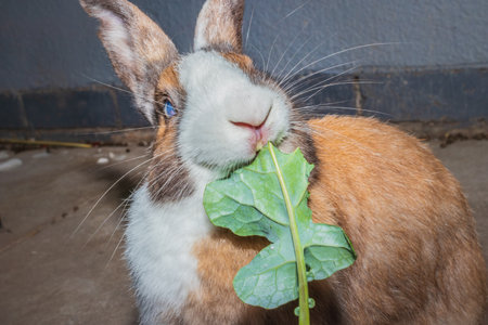 Cute domestic family pet rabbit, Cape Town, South Africaの写真素材