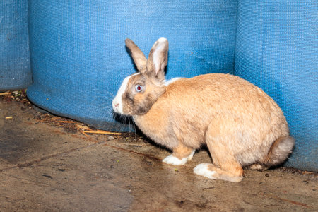 Cute domestic family pet rabbit, Cape Town, South Africaの写真素材