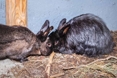 Cute domestic family pet rabbit, Cape Town, South Africaの写真素材
