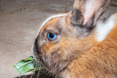 Cute domestic family pet rabbit, Cape Town, South Africaの写真素材
