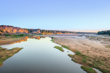 River flowing through Kruger National Park at sunset with a herd of African bush elephant (Loxodonta africana) drinking water, Kruger National Park, South Africaの写真素材