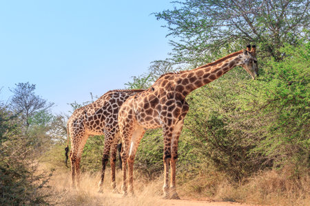 South African giraffe (Giraffa camelopardalis giraffa) grazing on beautiful green acacia trees, Kruger National Park, South Africaの写真素材