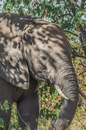 African bush elephant (Loxodonta africana) foraging in Mopani tree vegetation, Kruger National Park, South Africaの写真素材
