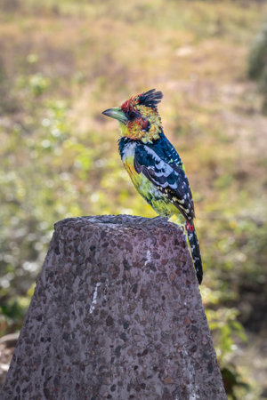 Crested barbet (Trachyphonus vaillantii) feeding during the day, Kruger National Park, South Africaの写真素材