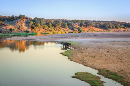 River flowing through Kruger National Park at sunset with a herd of African bush elephant (Loxodonta africana) drinking water, Kruger National Park, South Africaの写真素材