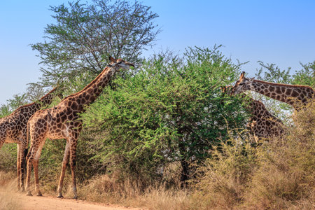 South African giraffe (Giraffa camelopardalis giraffa) grazing on beautiful green acacia trees, Kruger National Park, South Africaの写真素材
